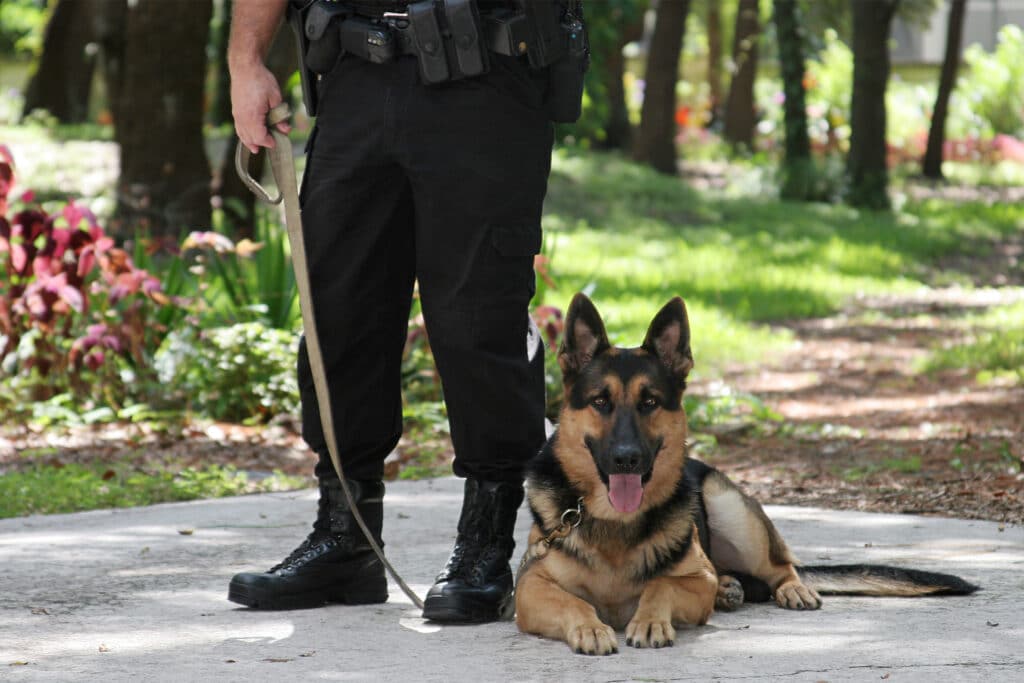 a security dog used to prevent burglary